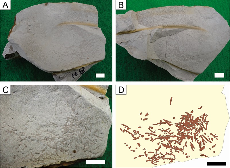 Fig. 3. Fig. 3.
