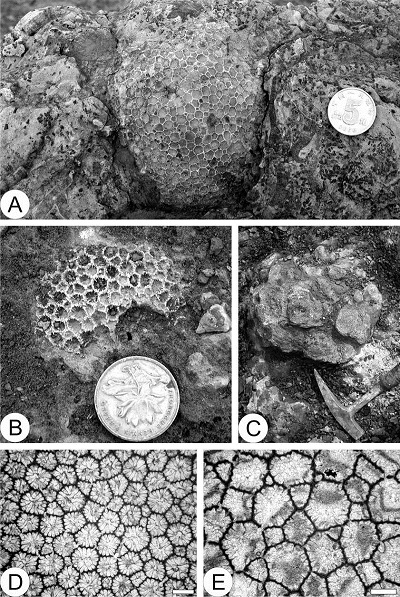 Fig. 6. Fig. 6.