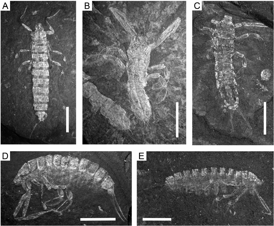 Fig. 4. Fig. 4.