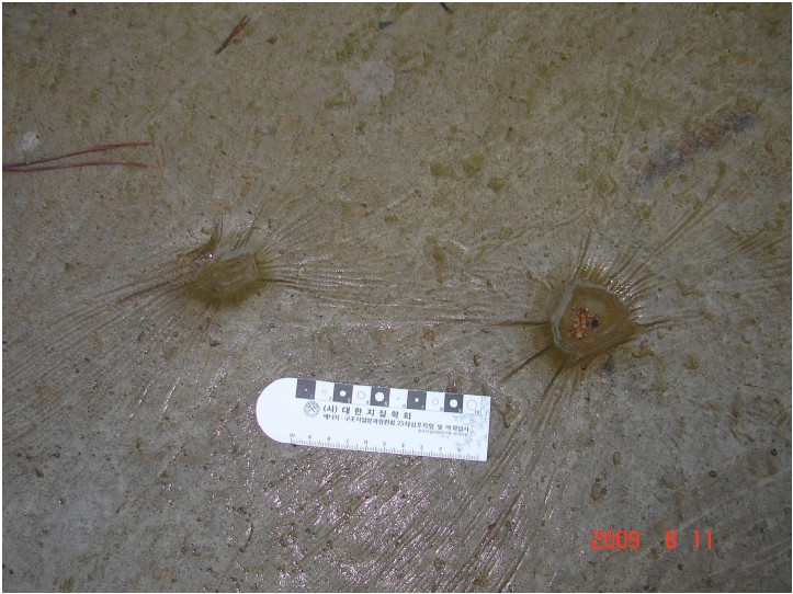 Fig. 8. Fig. 8.