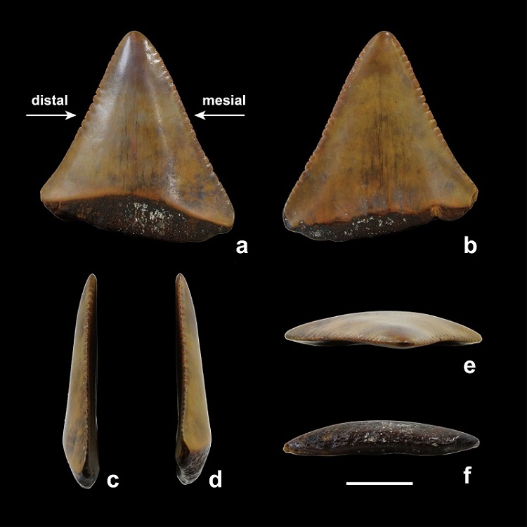 Fig. 2. Fig. 2.