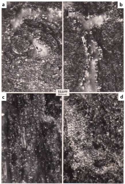 Fig. 4. Fig. 4.