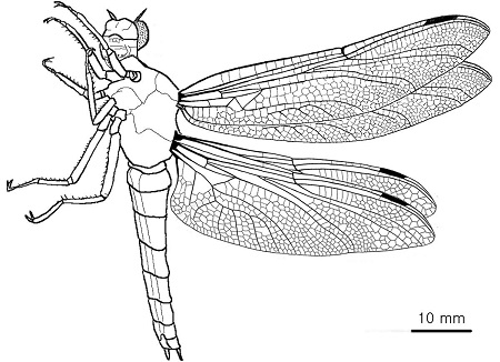 Fig. 3.