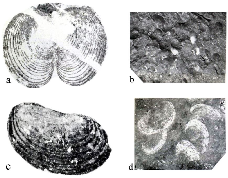 Fig. 1. Fig. 1.