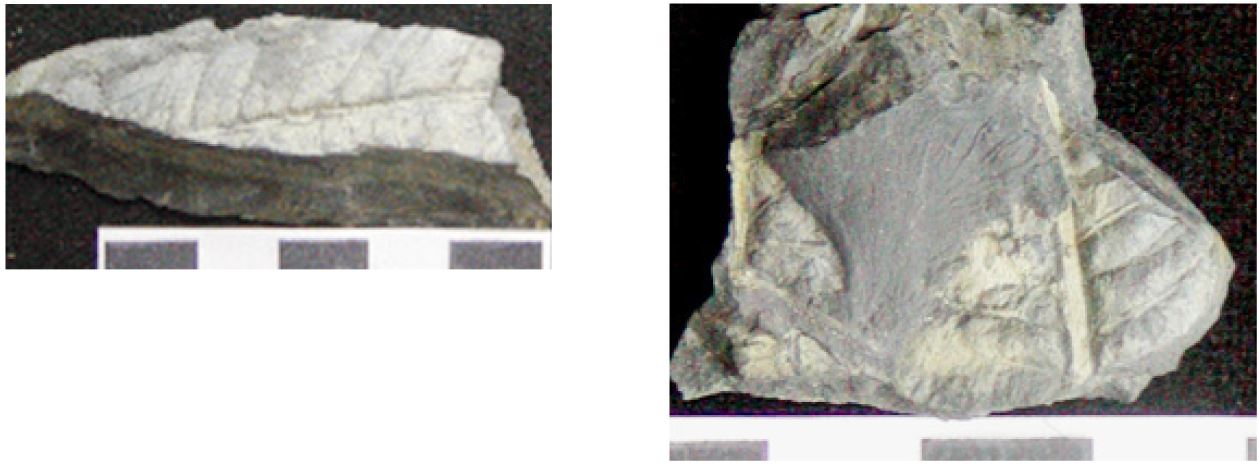 Fig. 10. Fig. 10.