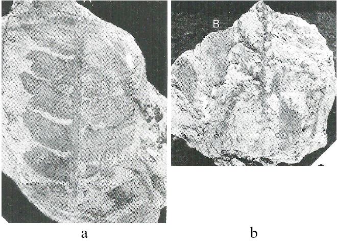 Fig. 12. Fig. 12.