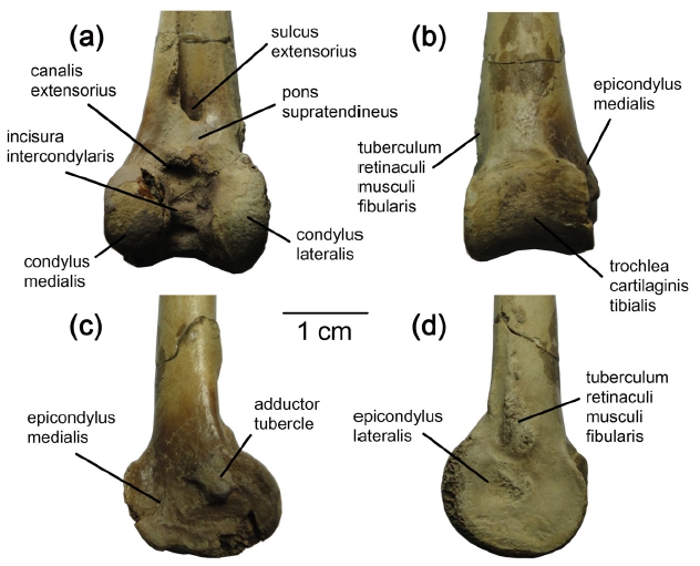 Fig. 4. Fig. 4.