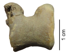 Fig. 5.