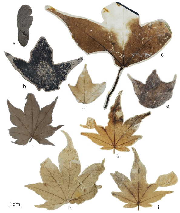 Fig. 3. Fig. 3.