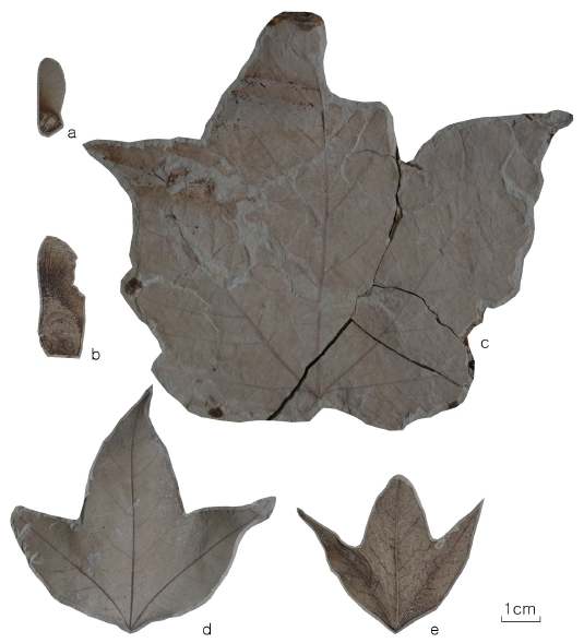 Fig. 4. Fig. 4.