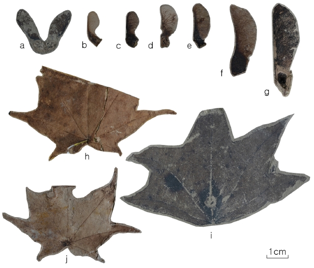 Fig. 5. Fig. 5.