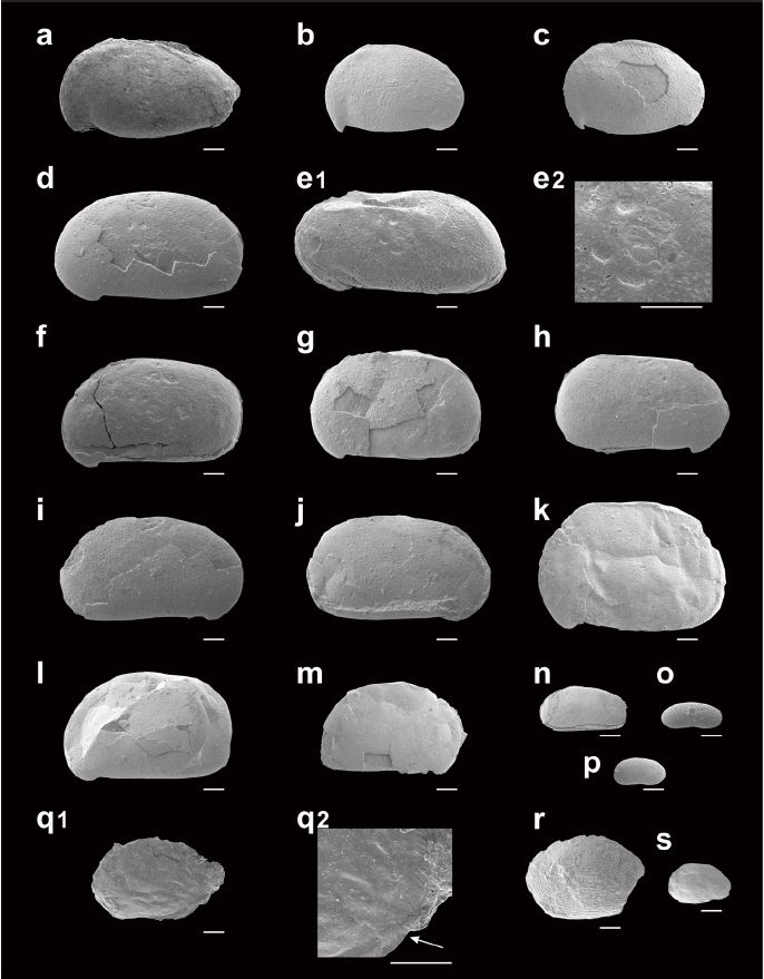 Fig. 4. Fig. 4.