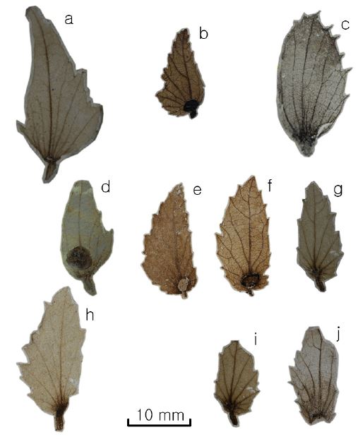 Fig. 2. Fig. 2.