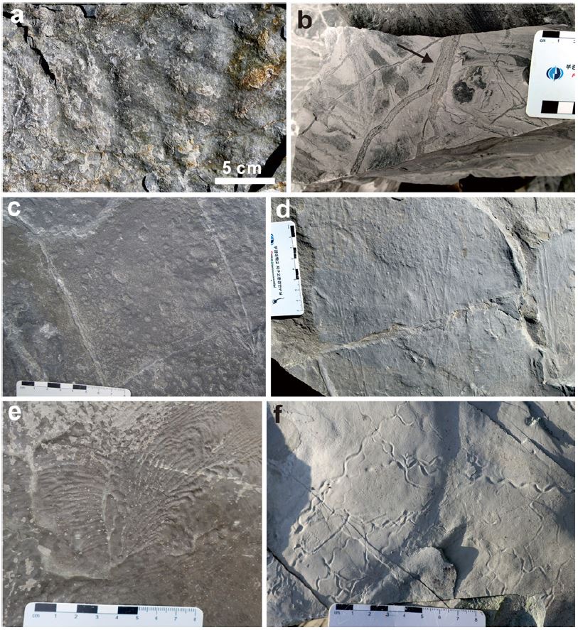 Fig. 3. Fig. 3.