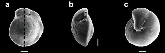 Fig. 5. Fig. 5.
