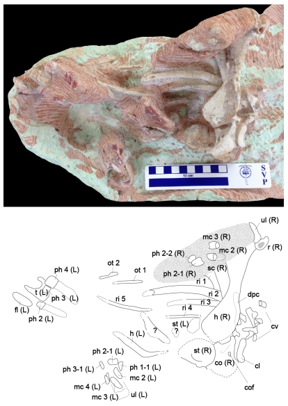 Fig. 4. Fig. 4.