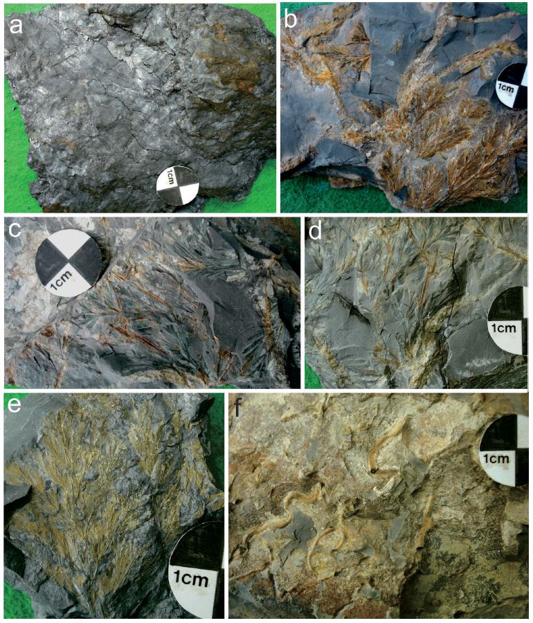 Fig. 4. Fig. 4.
