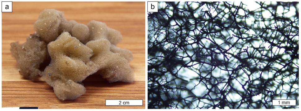 Fig. 1. Fig. 1.