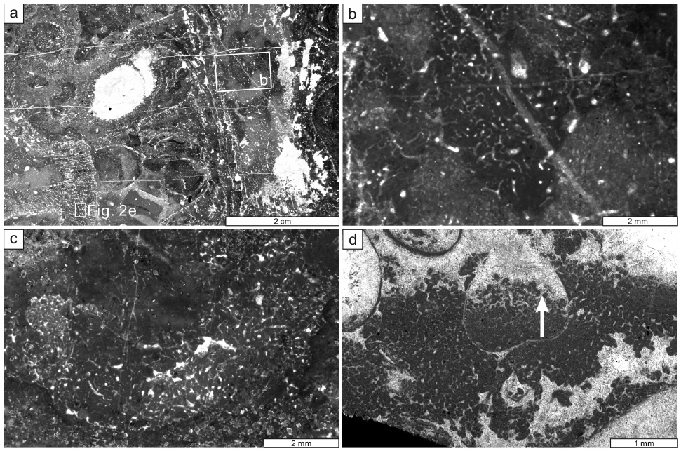 Fig. 4. Fig. 4.