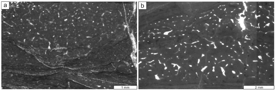 Fig. 5. Fig. 5.