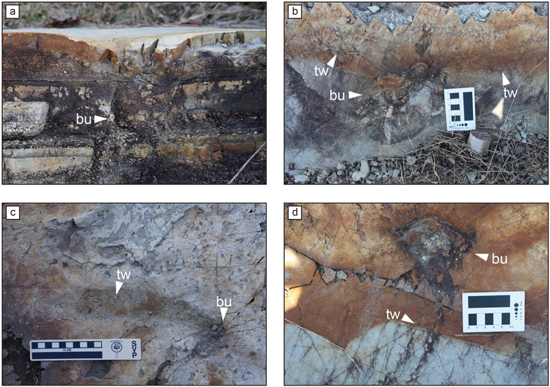 Fig. 6. Fig. 6.