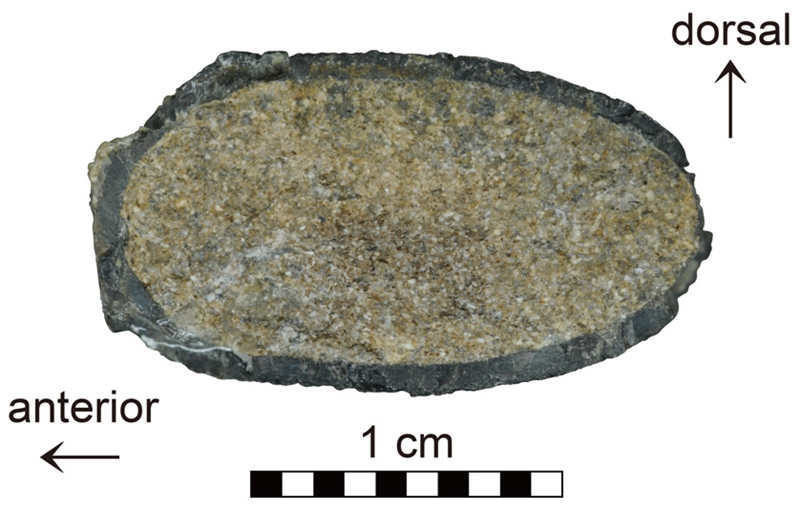 Fig. 3. Fig. 3.