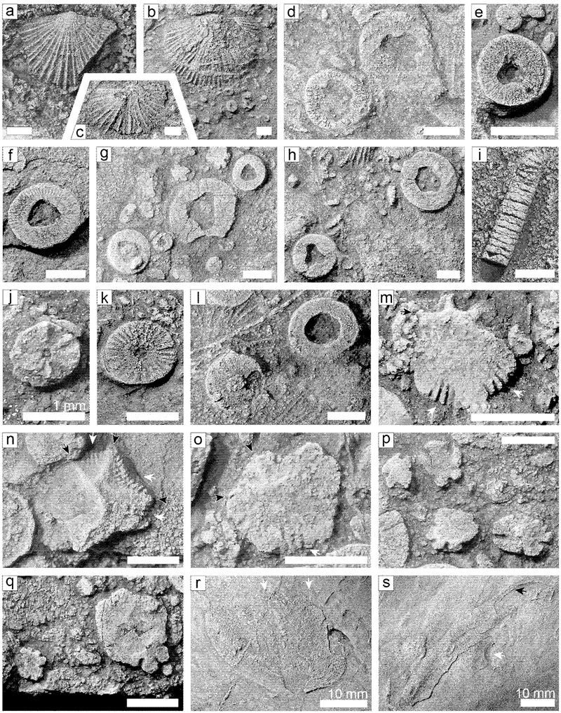 Fig. 4. Fig. 4.
