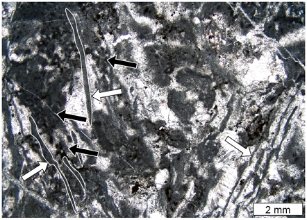 Fig. 6.