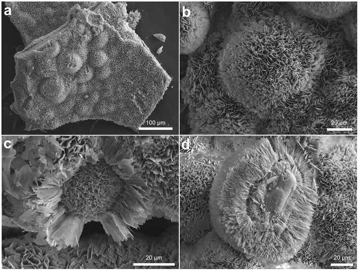 Fig. 2. Fig. 2.