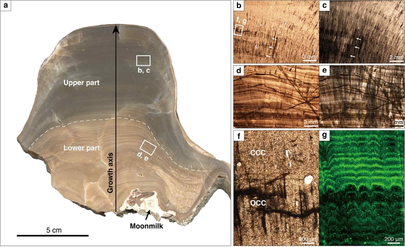 Fig. 2. Fig. 2.