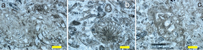 Fig. 3. 